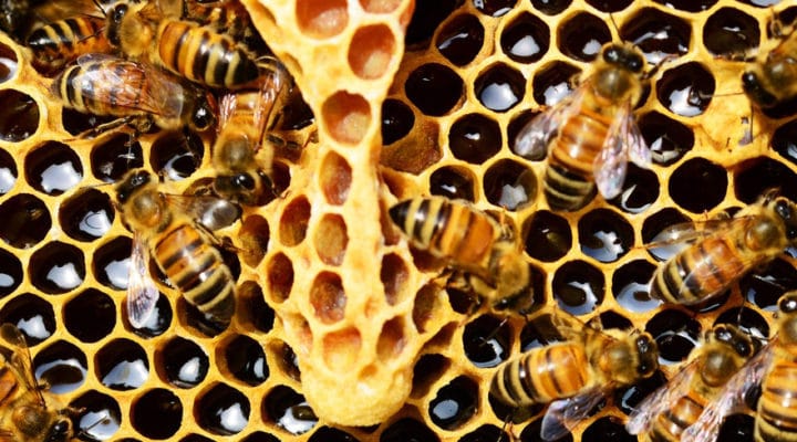 Honeypot in Contact Form 7 integrieren